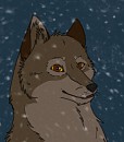 Small Balto headshot