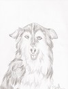 Dog Gift