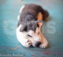 Sleepy Steele