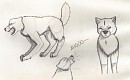 White wolf sketches