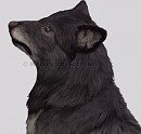 The Real Balto