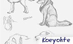 Koeyohte