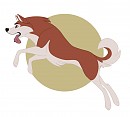 Dingo
