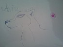 aniu