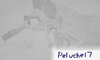 peluche17