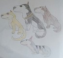 Mes quatre chiens de tra�neaux pr�f�r�s colori�