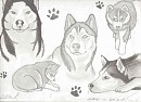 Husky