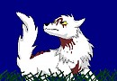 loup blanc