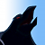 Corbeau