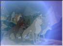 Nava's Pack