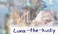 Luna_the_husky