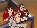 Balto's Puppies