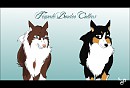 Female Border Collie - Adopt