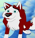 Dingo (3)