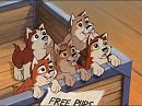 Box full o' puppehs