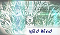 Wild Wind