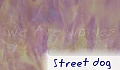 street dog