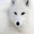 Tundrafox .