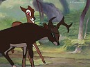 Shaed and the Doe
