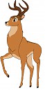Adult Bambi's life
