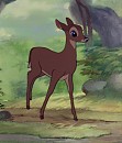 Young adult Gurri