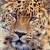 Iron_Leopard