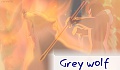 Grey wolf