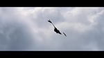 Image Dragons 2