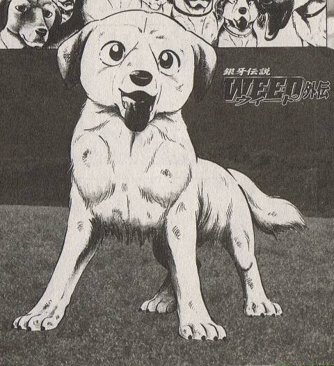 Dog