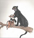 La peluche de Bagheera