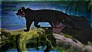 The Panther Black
