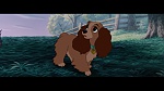 The Lady and the Tramp picture The Lady and the Tramp picture