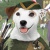 Laikawolf