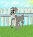 Scamp adulte