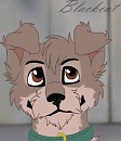 Scamp
