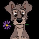 Scamp Adulte 