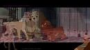 Tout les chien ont le droit d'avoir une maison 