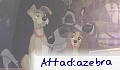 Attackazebra