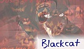blackcat