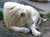 Lions