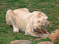 Lion