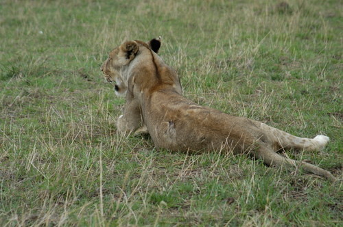 Lions