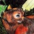 -Spottedleaf-