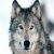 ALoneWolf5