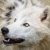 ArticWolf14