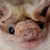 Bat