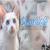 Cloudtail