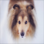 direwolfgirl