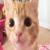 Glameow
