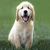 Goldiepup